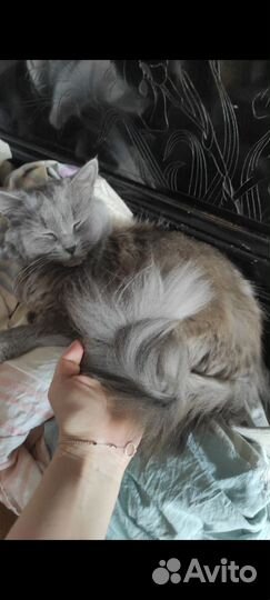 Вислоухая кошка