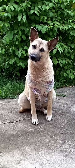 Собака в добрые руки отдам бесплатно