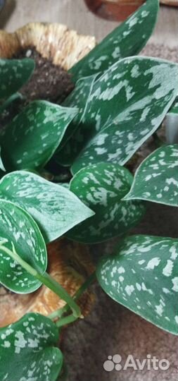 Сциндапсусы и эпипремнумы