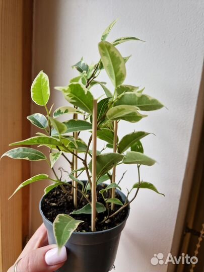 Фикус бенджамина пестролистный