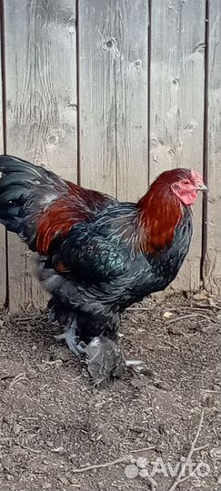 Молодые петухи