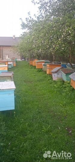 Продам пчелосемьи