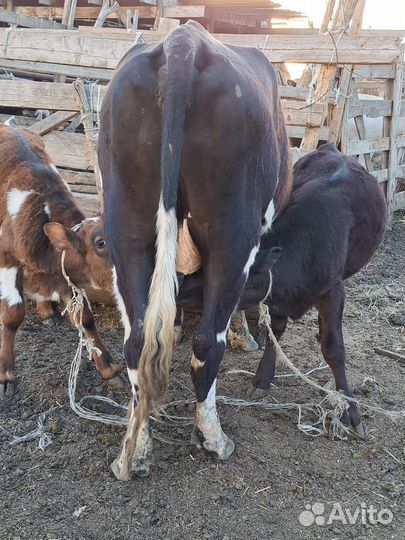 Коровы и телята