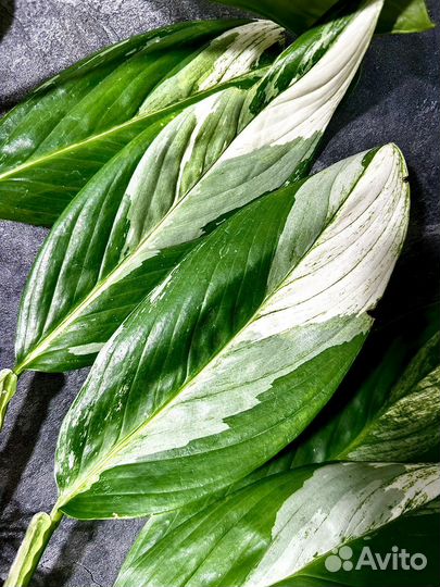 Сциндапсус Perakensis albo variegated