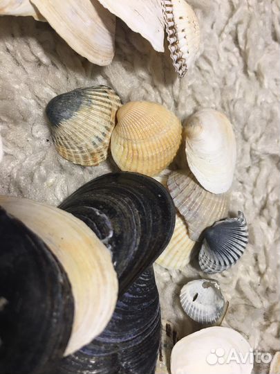Морские ракушки раковины