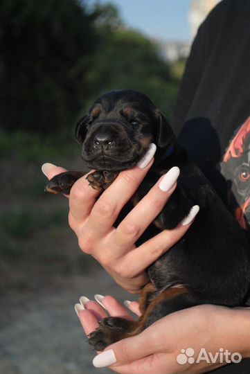 Щенки добермана