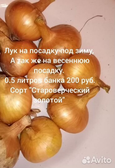 Лук на посадку под зиму