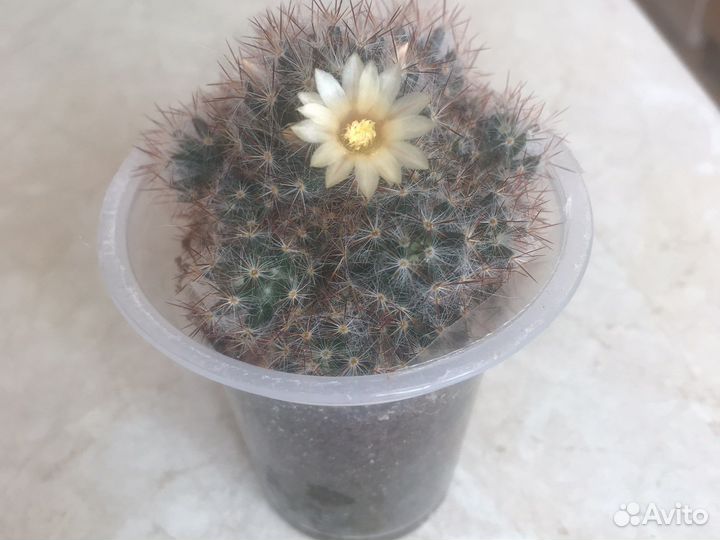 Кактус