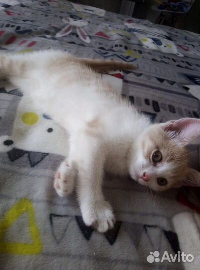 Кошка 4 мес
