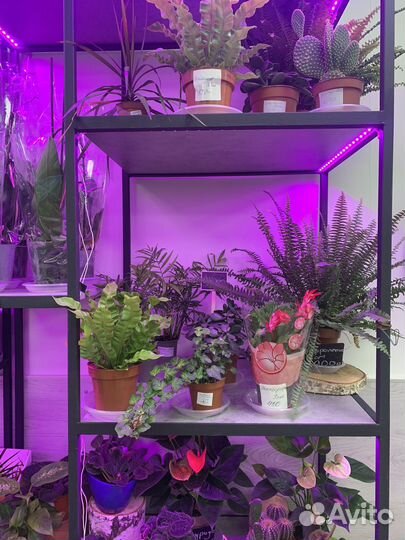 Горшечные растения, суккуленты, кактусы