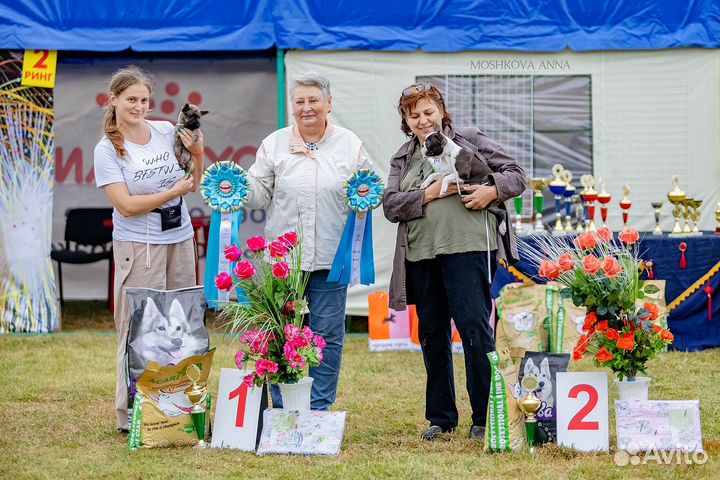Хендлер, передержка собак, фотосессии
