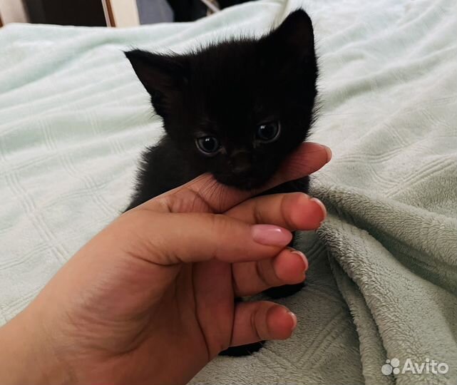 Кошки в добрые руки