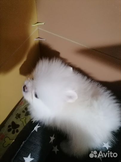 Померанский шпиц мини