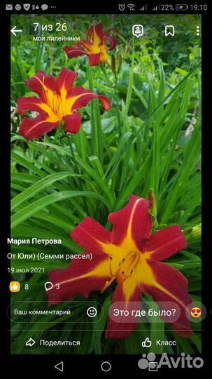 Садовые многолетники