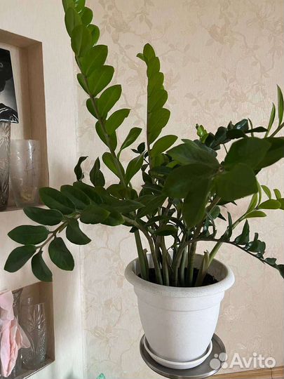 Замиокулькас