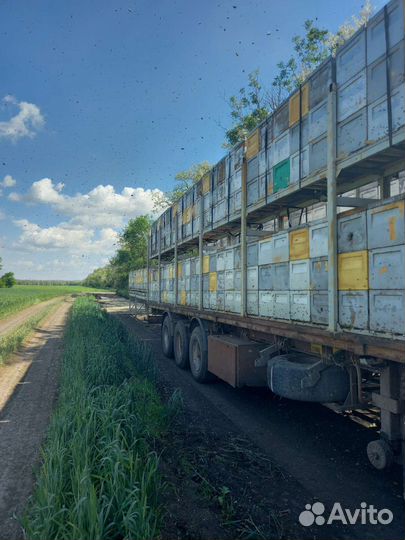 Опыление пчелами