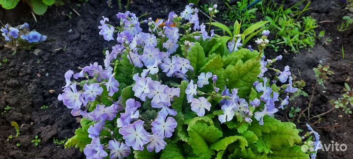 Примулы разных сортов и цветы