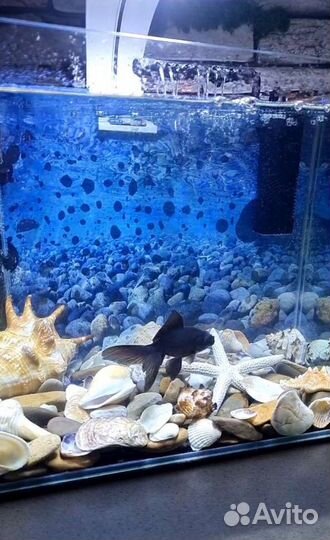 Аквариум 20 литров