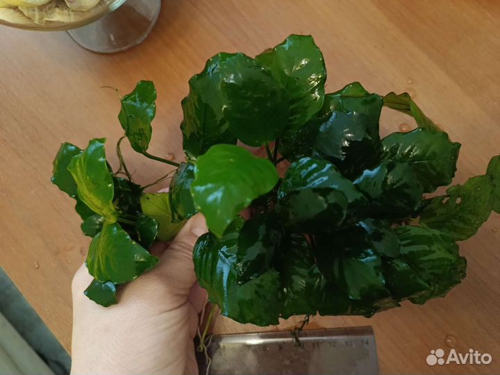 Аннубиас карликовый