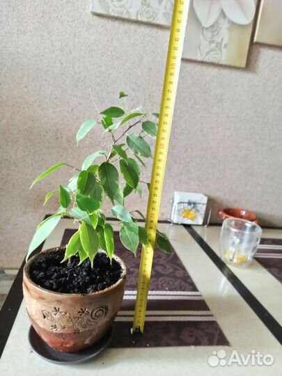 Фикус бенджамина