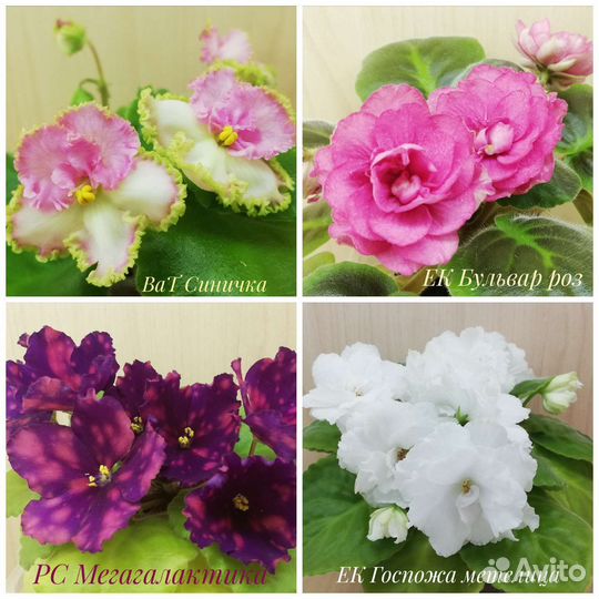 Фиалки сортовые и не очень