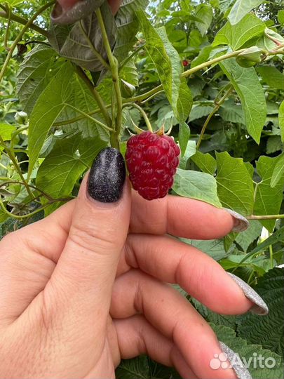 Малина ремонтантная