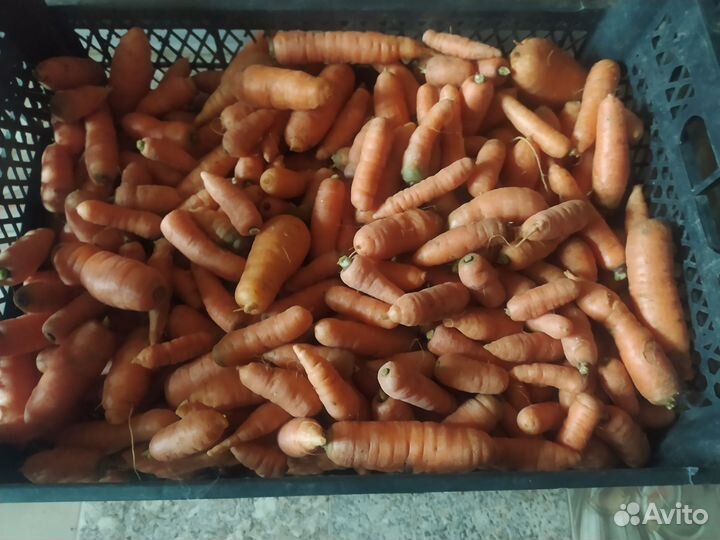 Морковь мелкая