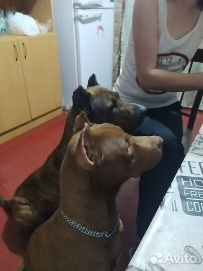 Щенки питбуля