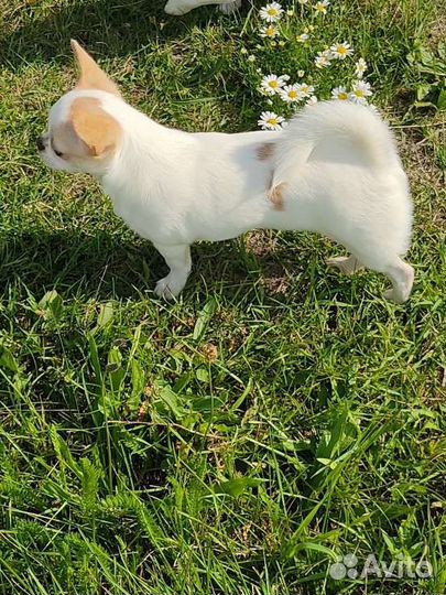 Девочка чихуахуа с док. РКФ