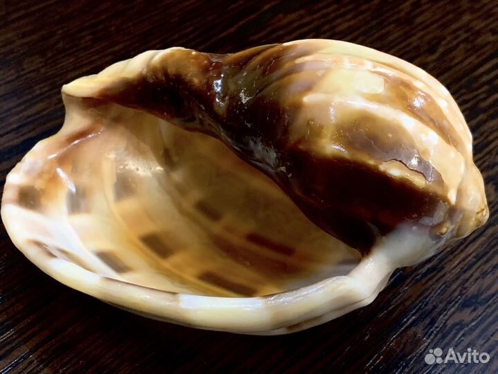 Бронь для Сергея Морские ракушки раковины