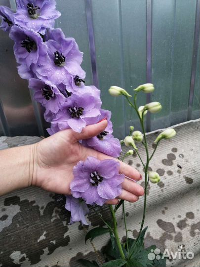 Дельфиниум новозеландский (семена)