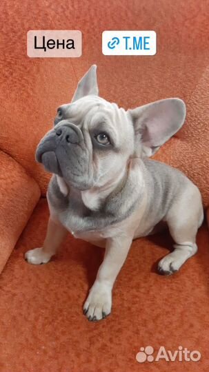 Французский бульдог