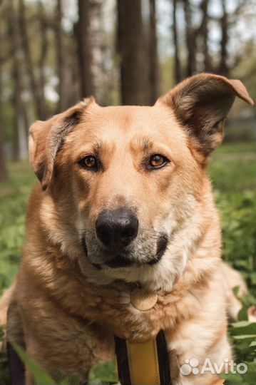 Собака в добрые руки