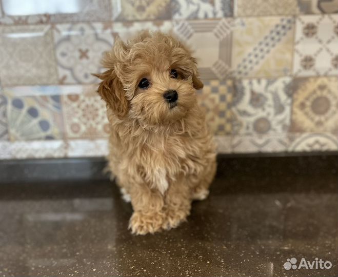 Мальтипу мини F1