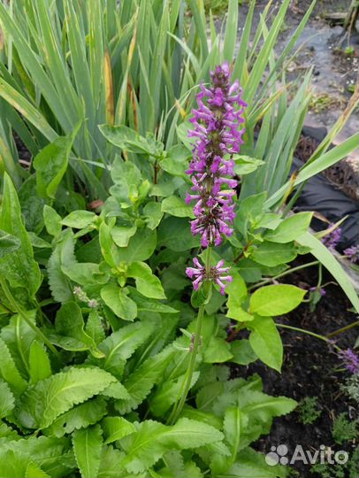 Зверобой посконник горноколосник шалфей ромашка