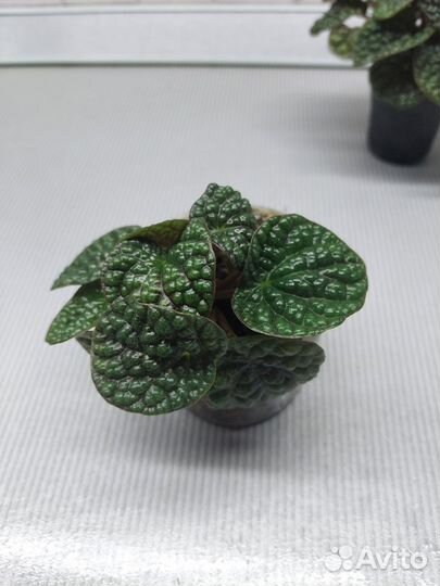 Пеперомия грин бабл