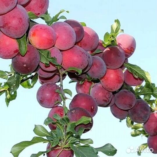 Саженцы плодовых :абрикос,персик,нектарин,алыча