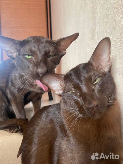 Зооняня, передержка животных