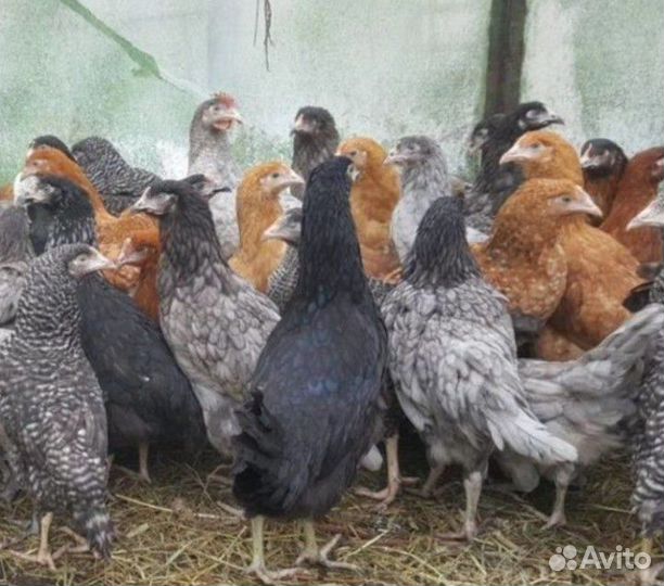 Куры подрощенные домашние