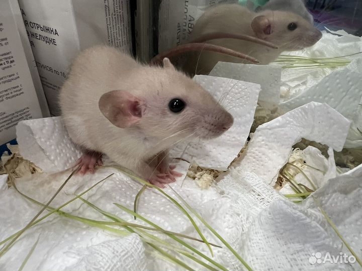 Крыса Дамбо хаски голубая и сиамская