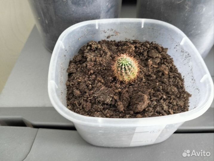 Растения бесплатно