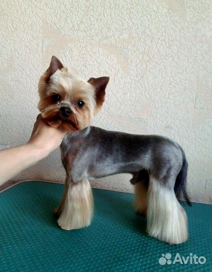 Стрижка собак и кошек,вязка