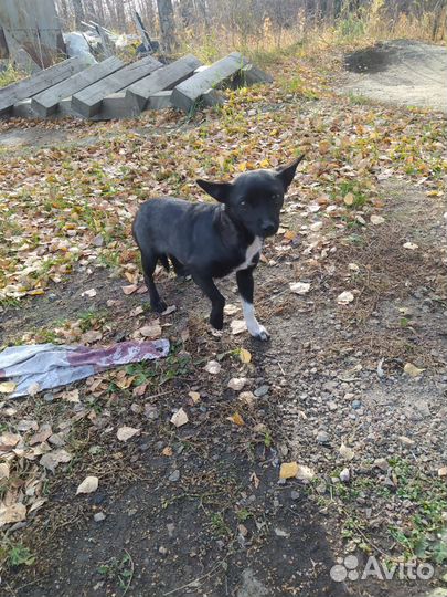 Отдам бесплатно