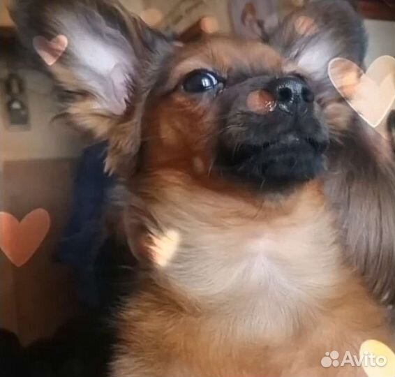Кобель на вязку