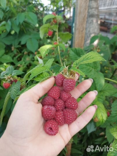 Малина сорта 