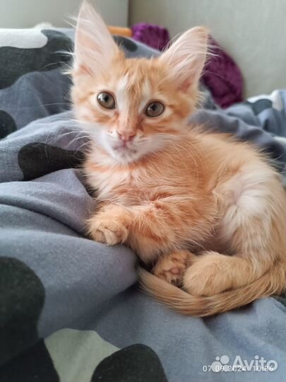 Рыжая кошечка в дар