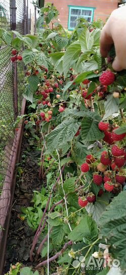 Малина ремонтантная