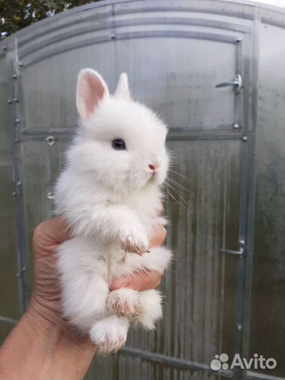 Карликовый кролик