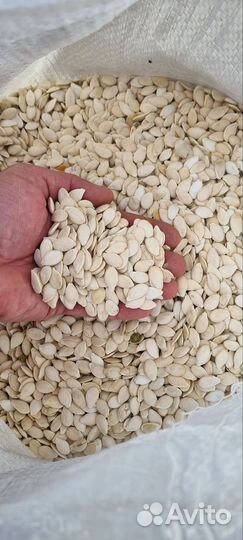 Семечки тыквы