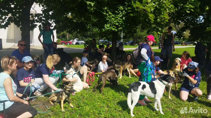 Собаки прогулки